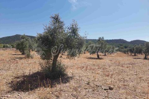 Helårsgrund i Biar, Alicante, Biar - € 27.500 | Ref: SF0511 - foto 9